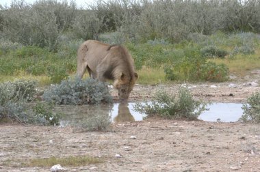 Çölde vahşi hayvanlar ve hayvanlar