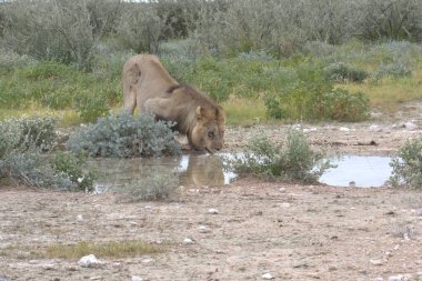 Vahşi hayvanlar, seçici odaklanma