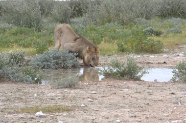 Etoşa Ulusal Parkı 'ndaki vahşi su birikintisi, Namibya
