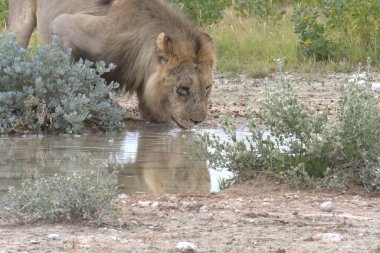 Hayvanat bahçesinde bir aslan
