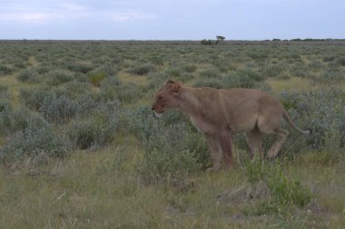 Kenya savanındaki aslan