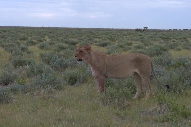 Namibya 'daki vahşi aslan