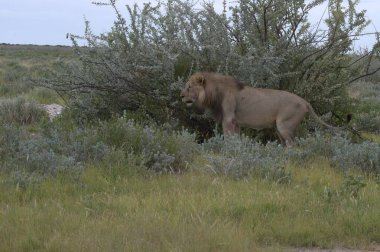 Namibya 'da çölde yürüyen büyük bir aslan.