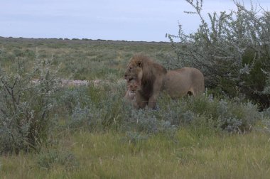 Çöldeki vahşi aslan