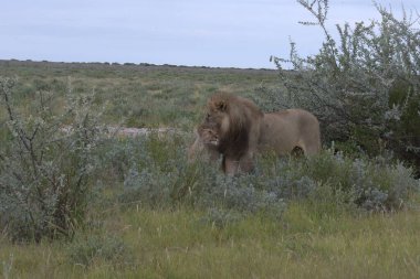 Aslan etkin ulusal park, Namibya