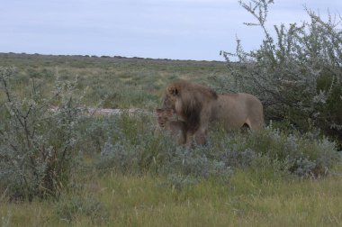 Kenya bozkırında bir aslan