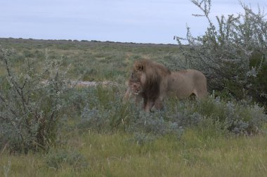 Kenya savanındaki aslan