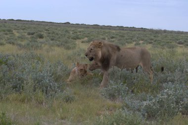 Kenya savanındaki aslan ve aslanlar
