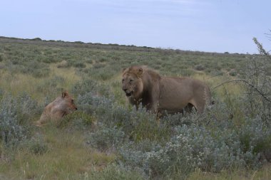 Kenya savanındaki aslan