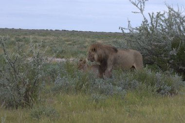 Vahşi bir aslan ve genç bir fil Etoşa Ulusal Parkı 'nda yürüyor, Namibya' da.