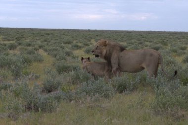 Bir aslan ve yavrusu Namibya 'daki Etoşa Ulusal Parkı' nda yoldalar.