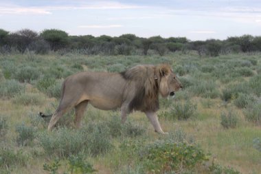 Kenya savanındaki aslan