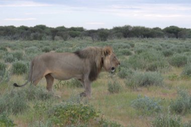 Etoşa namibya, Afrika 'da bir erkek aslan.