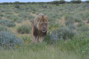 Aslan vahşi, Güney Afrika 'da