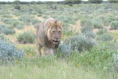 Kenya savanındaki aslan