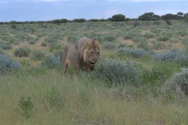Vahşi Afrika Aslanı, Panthera Leo, Afrikalı erkek, Panthera Leo, Kalahari, Botswana, Afrika