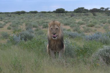 Kenya savanındaki aslan