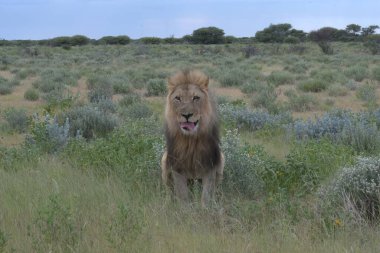 Kenya bozkırında vahşi bir aslan
