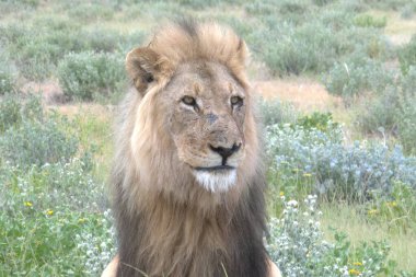 Namibya 'daki vahşi aslan