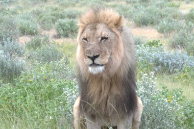 Hayvanat bahçesindeki aslan