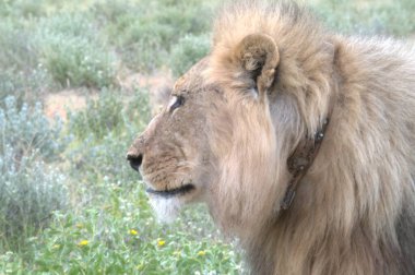 Kenya savanındaki aslan