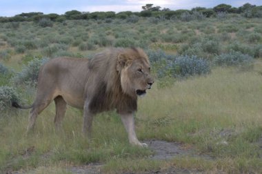 Savanada yürüyen bir aslan