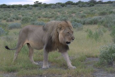 Afrika savanındaki aslan.