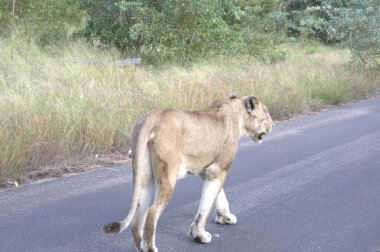 Aslan Kenya, Afrika 'da bir yolda