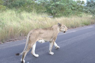 wild african lion walking in the forest. high quality photo
