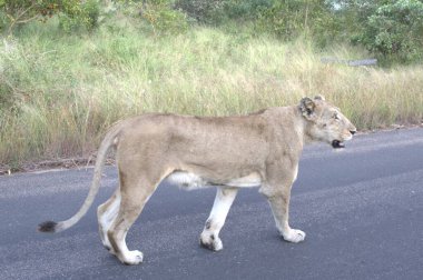 Kenya savanındaki aslan