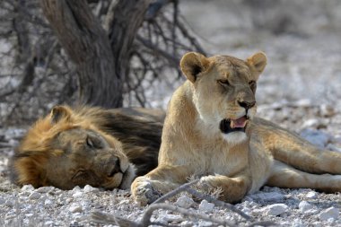 Afrika 'da Namibya aslanı