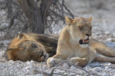 Aslan ın kruger national park, Güney Afrika