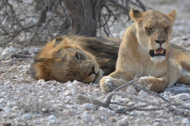 Namibya hayvanat bahçesindeki aslanlar