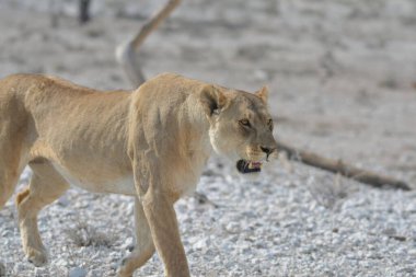Afrika savanındaki vahşi aslan Kenya 'nın batısındaki vahşi aslan