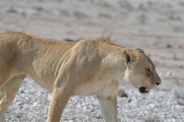 Aslan vahşi Afrika 'da