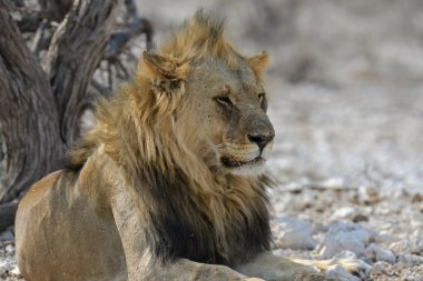 Namibya savanındaki aslan