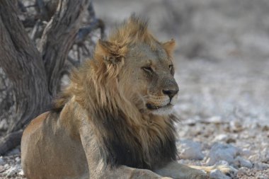 Aslan etkin ulusal park, Namibya