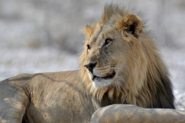 Güney Afrika aslanı.