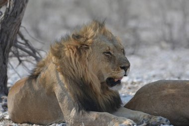 Erkek bir aslan çimenlerde yatıyor..