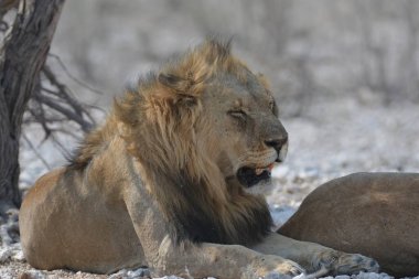 Namibya 'daki Etoşa Milli Parkı' nda aslan.