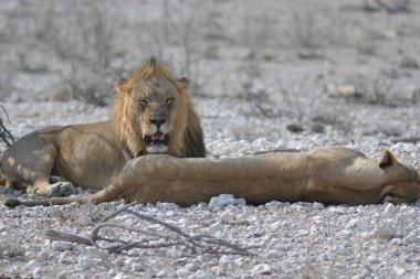 Etoşa Milli Parkı 'ndaki aslan.