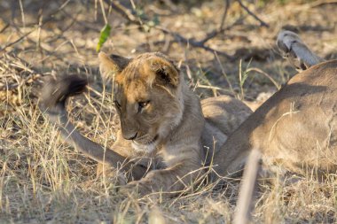 Güney Afrika 'daki Kruger Ulusal Parkı' nda dişi aslan.