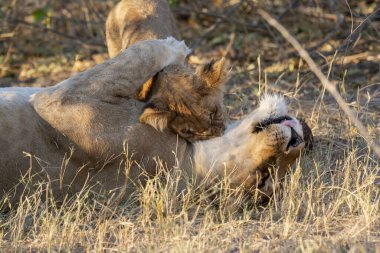 Güney Afrika savanasında beslenen dişi aslan..