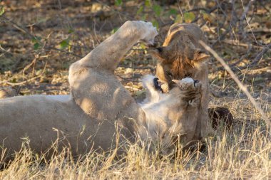 Güney Afrika 'daki Kruger Ulusal Parkı' nda bir aslan.