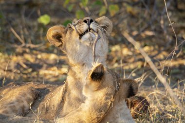 Erkek bir aslan çimlerin üzerinde dinleniyor.