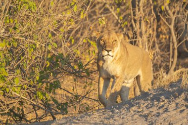 Vahşi doğada dişi aslan ulusal parkta, Güney Afrika 'da