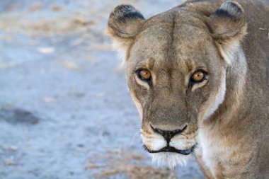 Afrika 'nın bozkırındaki aslan