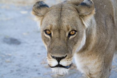 Yakın çekim. Parkta aslan suratlı bir fotoğraf.