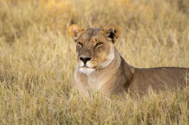 Çalıların arasında dişi bir aslan.