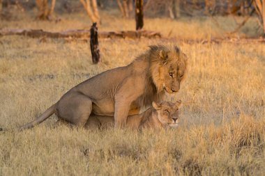 Aslan yavrusu ve aslan yavrusu çimenlerde.